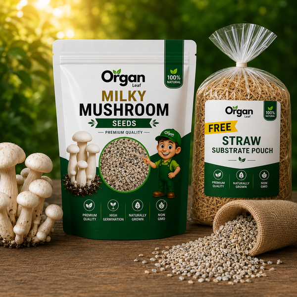 Milky Mushroom Seeds
