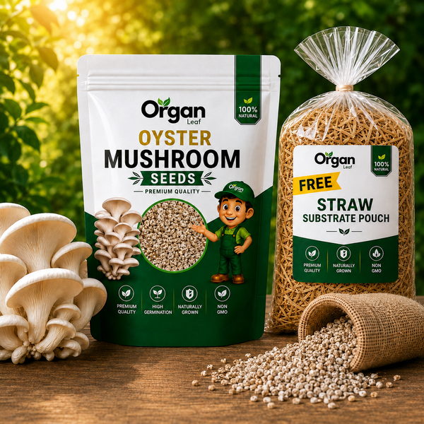 Oyster Mushroom Seeds