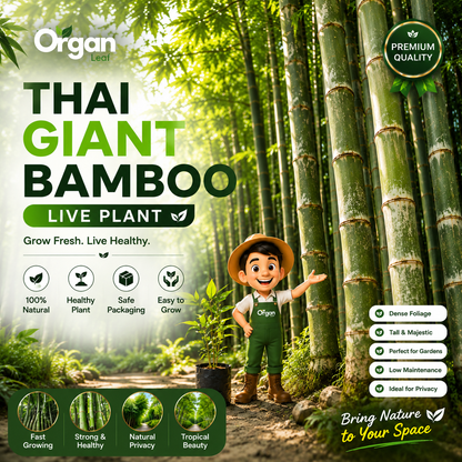 Giant Bamboo Live Plant
