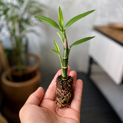 Giant Bamboo Live Plant