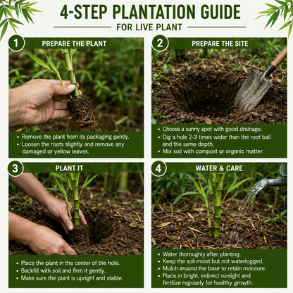 Giant Bamboo Live Plant