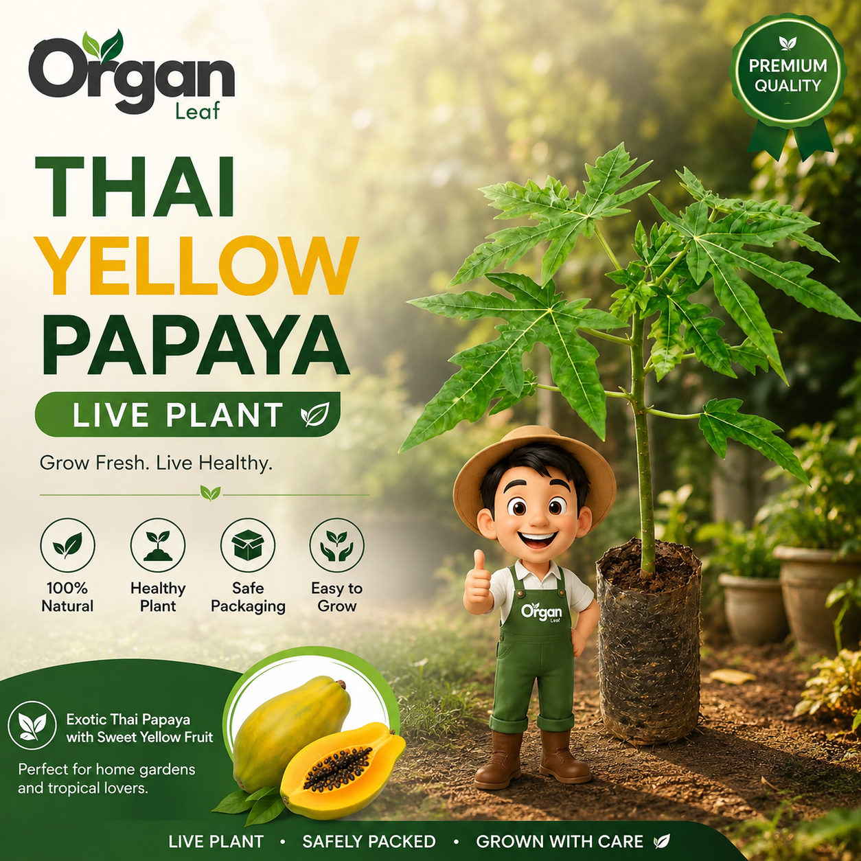 Thai Golden Papaya Live Plant .