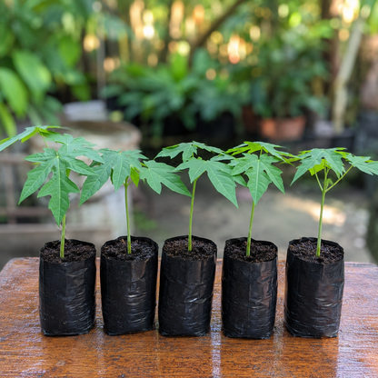 Thai Golden Papaya Live Plant .