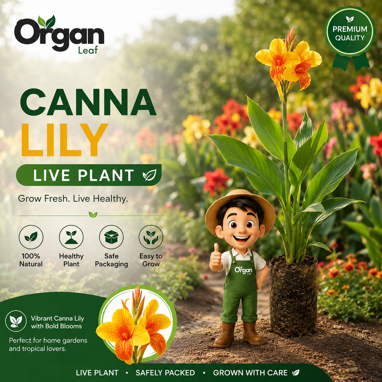 Canna Lily Live Plant
