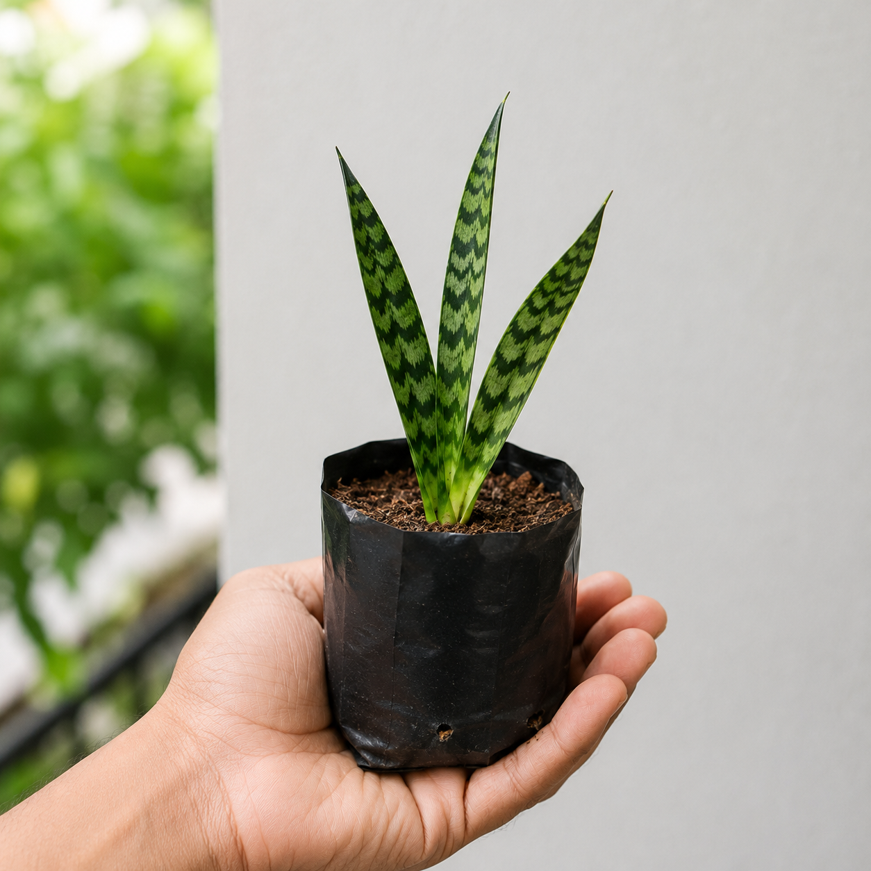 Snake Live Plant