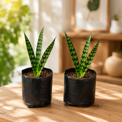 Snake Live Plant