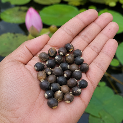 Lotus Flower Seeds