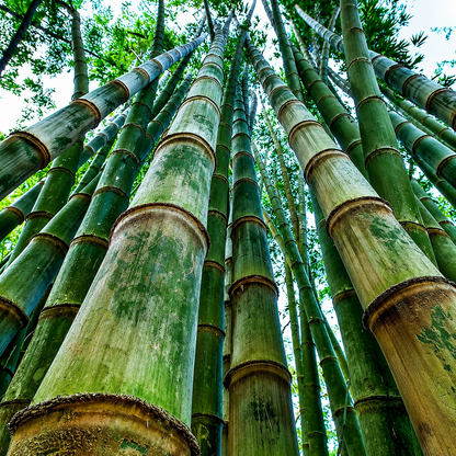 Giant Bamboo Live Plant