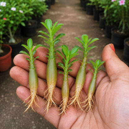 Adenium Live Plant