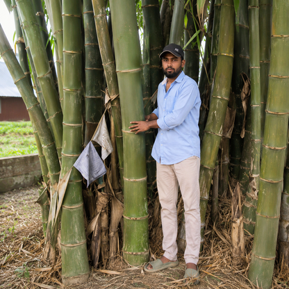 Giant Bamboo Seeds