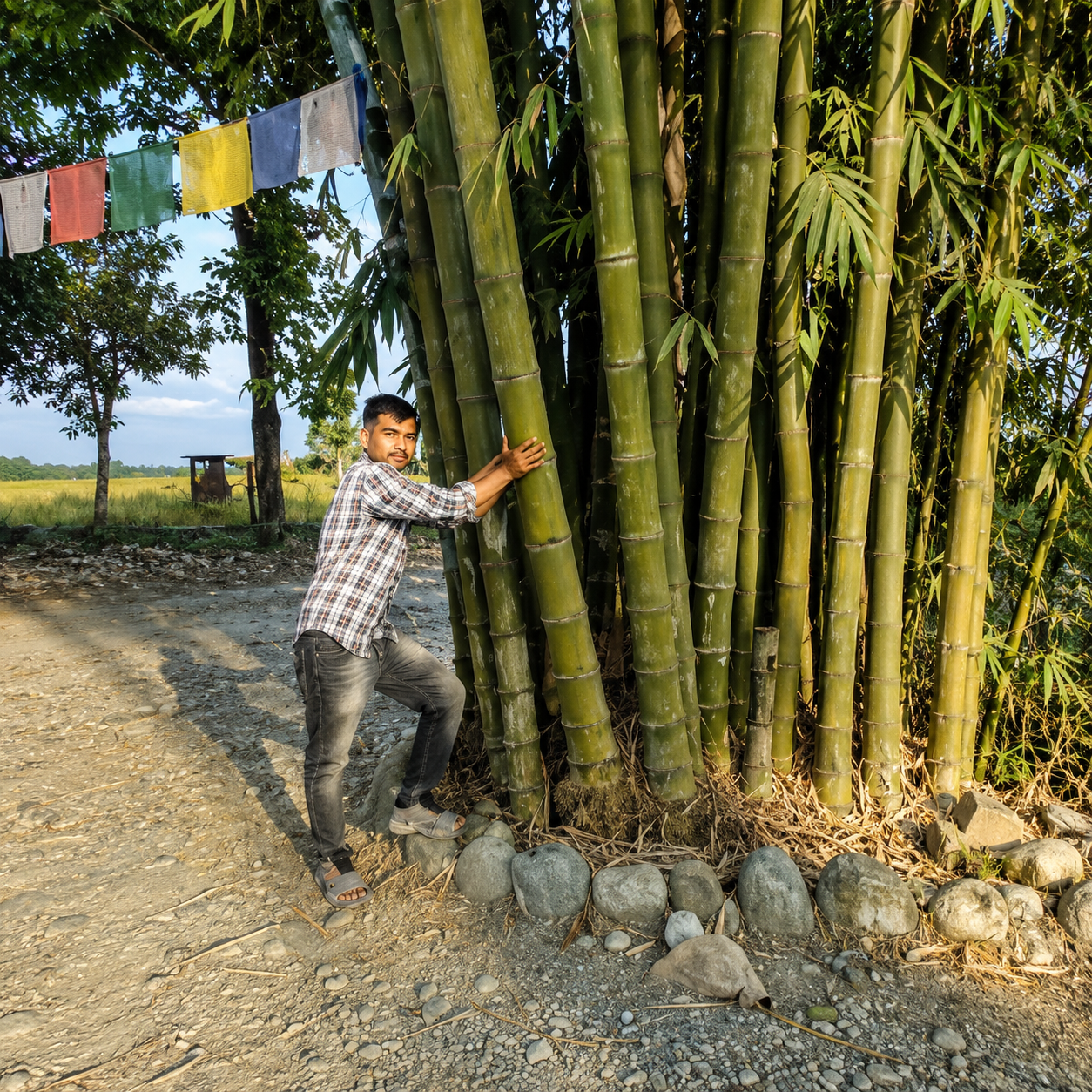 Giant Bamboo Seeds