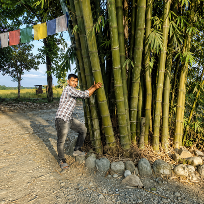 Giant Bamboo Seeds