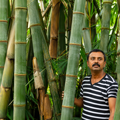 Giant Bamboo Seeds
