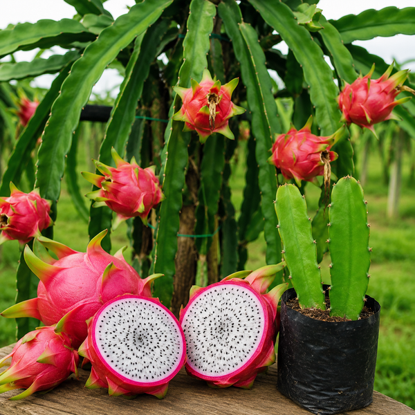 Dragon Fruit Sapling