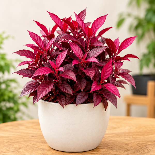 Decorative Red Alternanthera