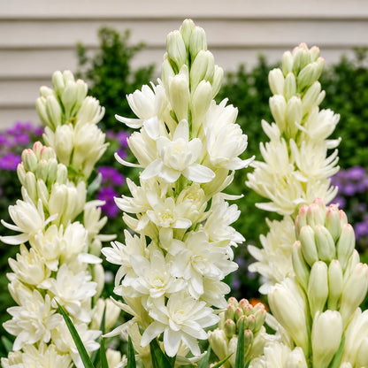 Rajnigandha Hybrid Bulbs