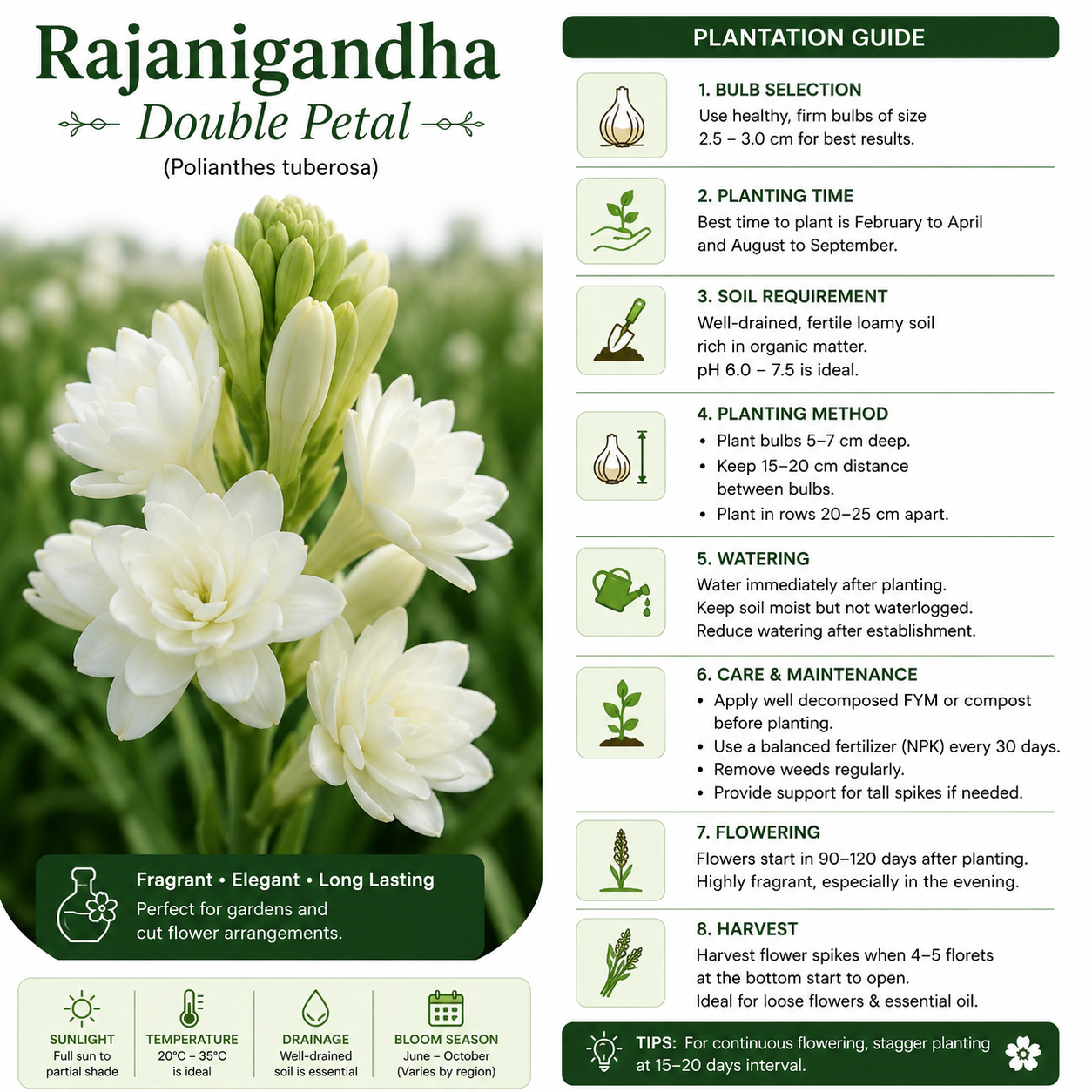 Double Petal Rajanigandha  Bulbs
