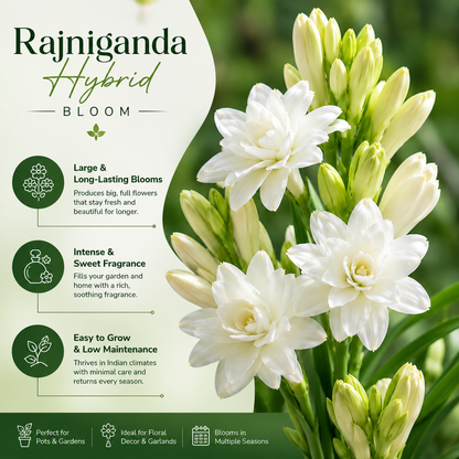 Rajnigandha Hybrid Bulbs