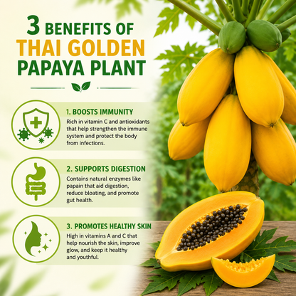 Thai Golden Papaya Live Plant .