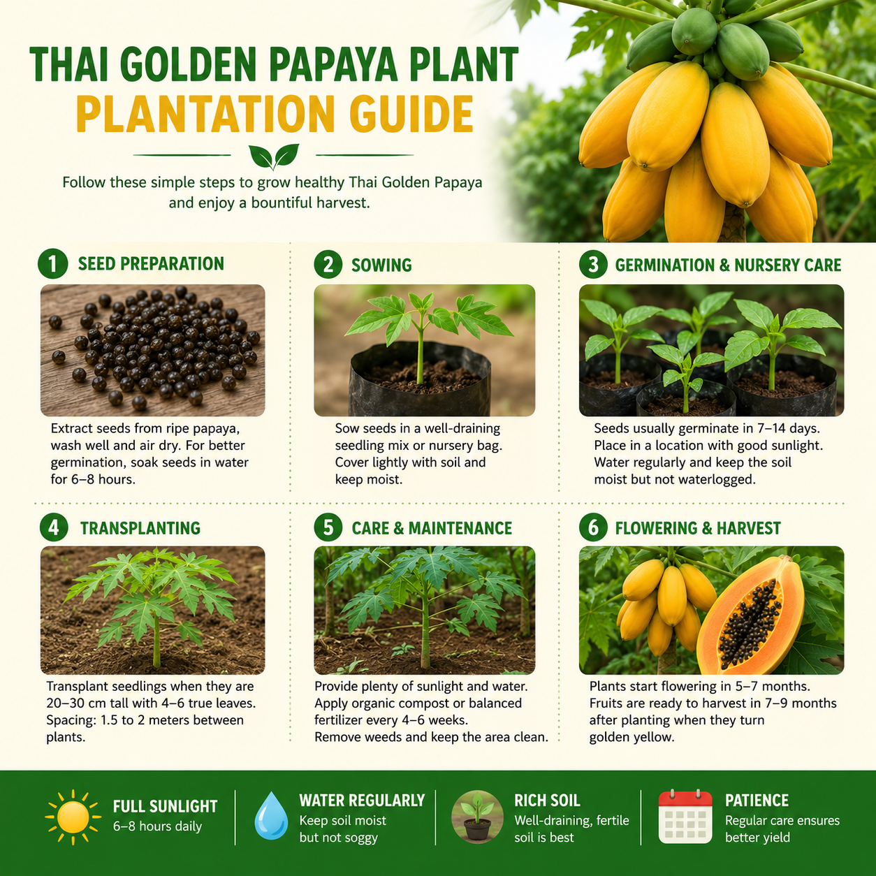 Thai Golden Papaya Live Plant .