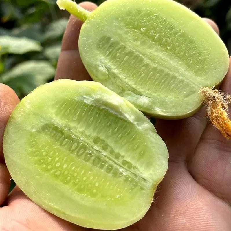 Golden Boy Lady Cucumber