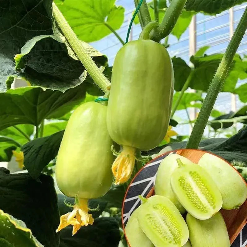 Golden Boy Lady Cucumber