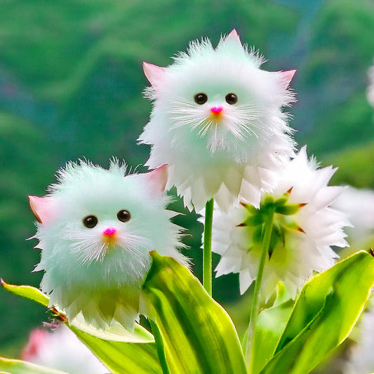 ✨ Cat Eye Dazzle Seeds 🌱 + Free 100g Organic Pot Mix ✨