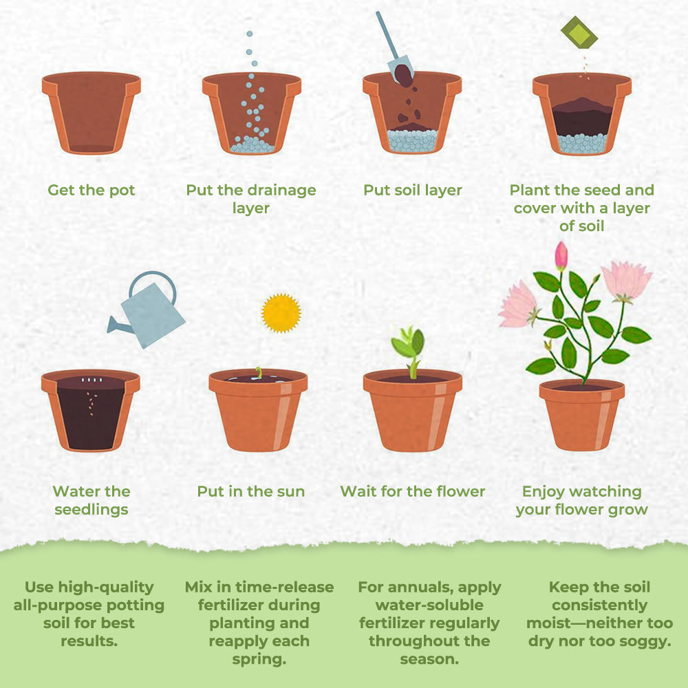 ✨ Cat Eye Dazzle Seeds 🌱 + Free 100g Organic Pot Mix ✨