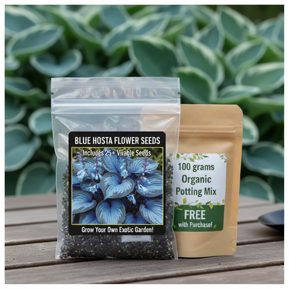 Blue Flame Hosta Seeds + Free Organic Pot Mix 100g