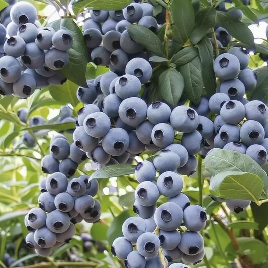 Premium Blueberry Seeds 🫐