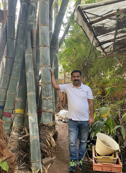 Rare Species Giant Bamboo Seeds