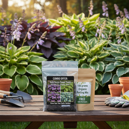 🌿 Rare Hosta Flower Seeds + 100 grams Organic Pot mix Free🌱