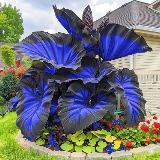 Blue Flame Hosta Seeds + Free Organic Pot Mix 100g