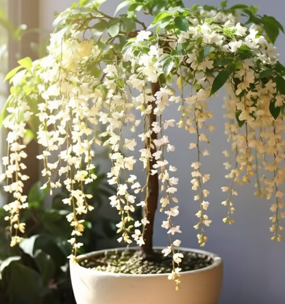 🌼 Night-Blooming Jasmine Flower Seeds