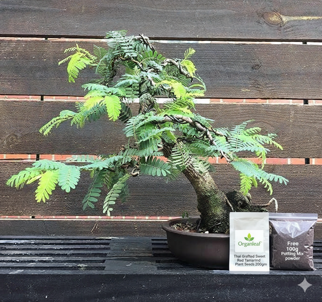 Thai Grafted Sweet Red Tamarind Plant Seeds 🌱 + Free 100g Potting Mix