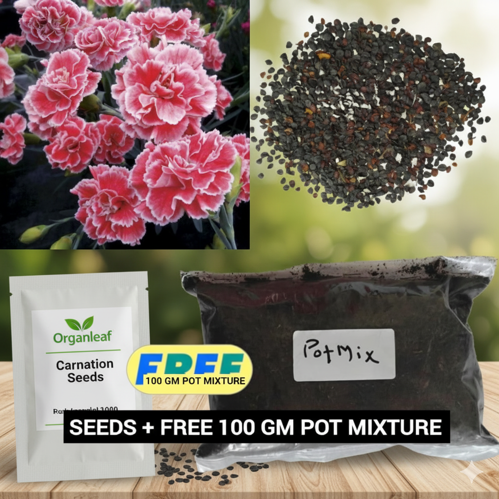 Elegant Carnation Seeds 🌸(With Free Potting Mix 100g)