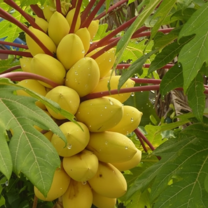 Golden Creamy Papaya Seeds
