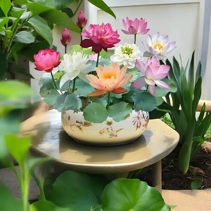 Japanese Lotus Flower Seeds (Grows within 21 Days)