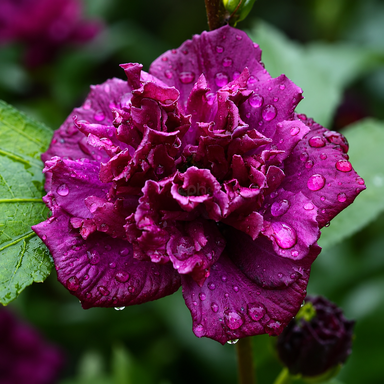 Assorted Hibiscus Plants