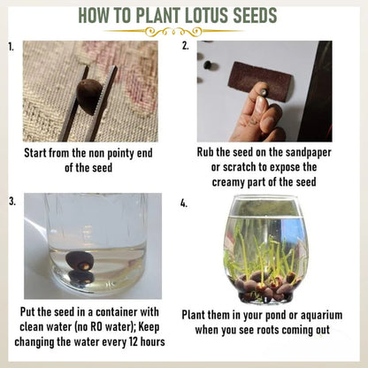 Japanese Lotus Flower Seeds (Grows within 21 Days)