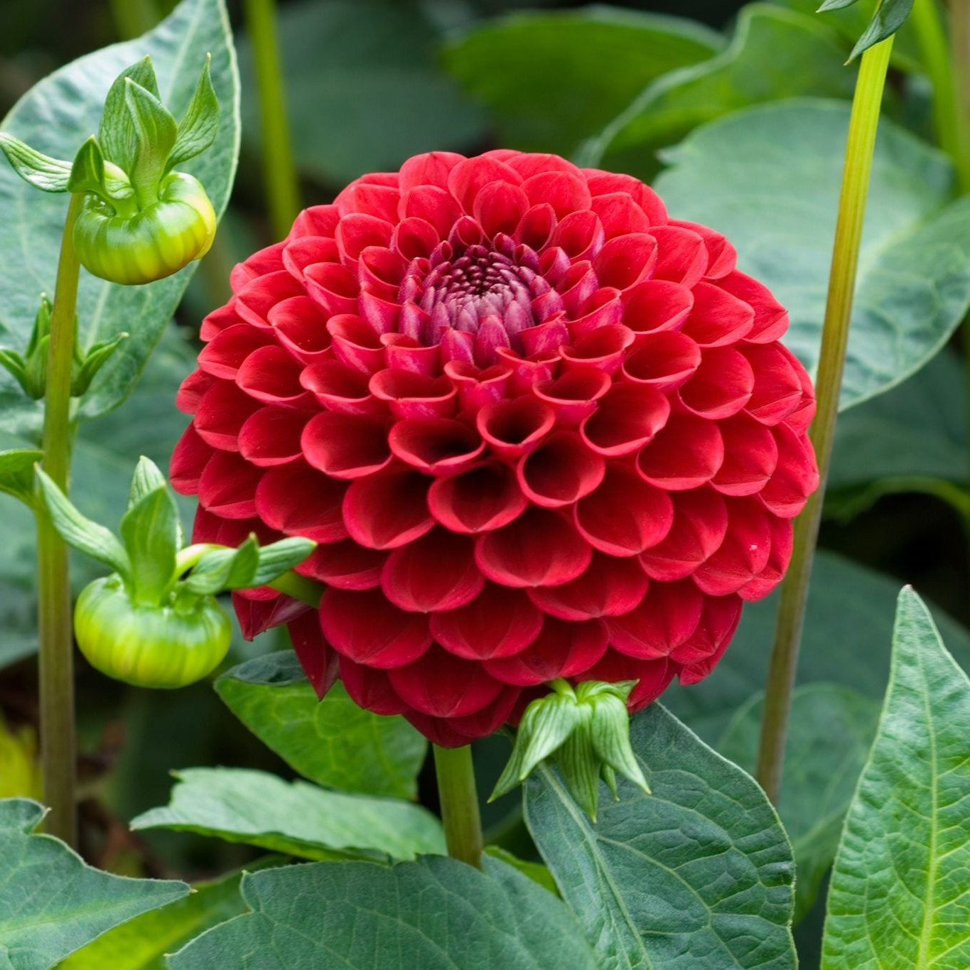 Pom Pom Dahlia