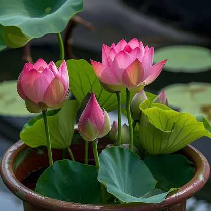 Japanese Lotus Flower Seeds (Grows within 21 Days)