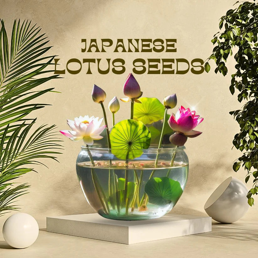 Japanese Lotus Flower Seeds (Grows within 21 Days)