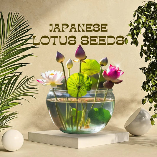 Japanese Lotus Flower Seeds (Grows within 21 Days)