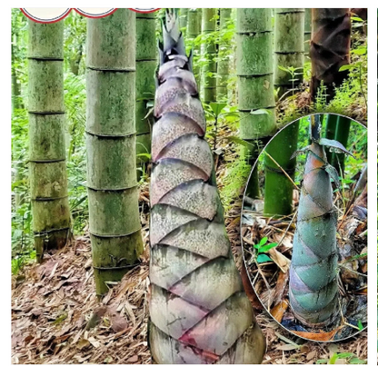 Rare Species Giant Bamboo Seeds