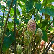 Shampoo Ginger Bulbs