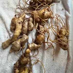 Shampoo Ginger Bulbs