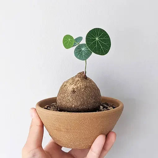 Stephania Erecta Plant Bulbs