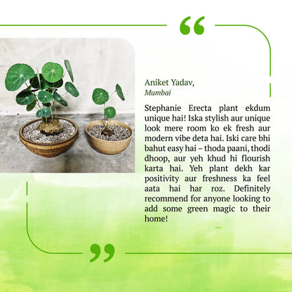 Stephania Erecta - The Everlasting Lucky Green Plant