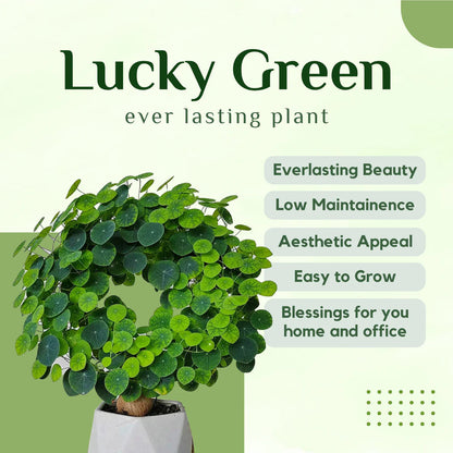 Stephania Erecta - The Everlasting Lucky Green Plant